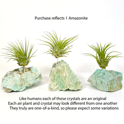 Blue Green Amazonite Air Plant Holder - Tillandsia Caput Medusae Plant and Gift Box (Copy)