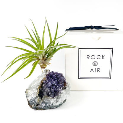 One-of-a-Kind Large Dark Amethyst Geode Crystal Air Plant Holder with Tillandsia Velutina