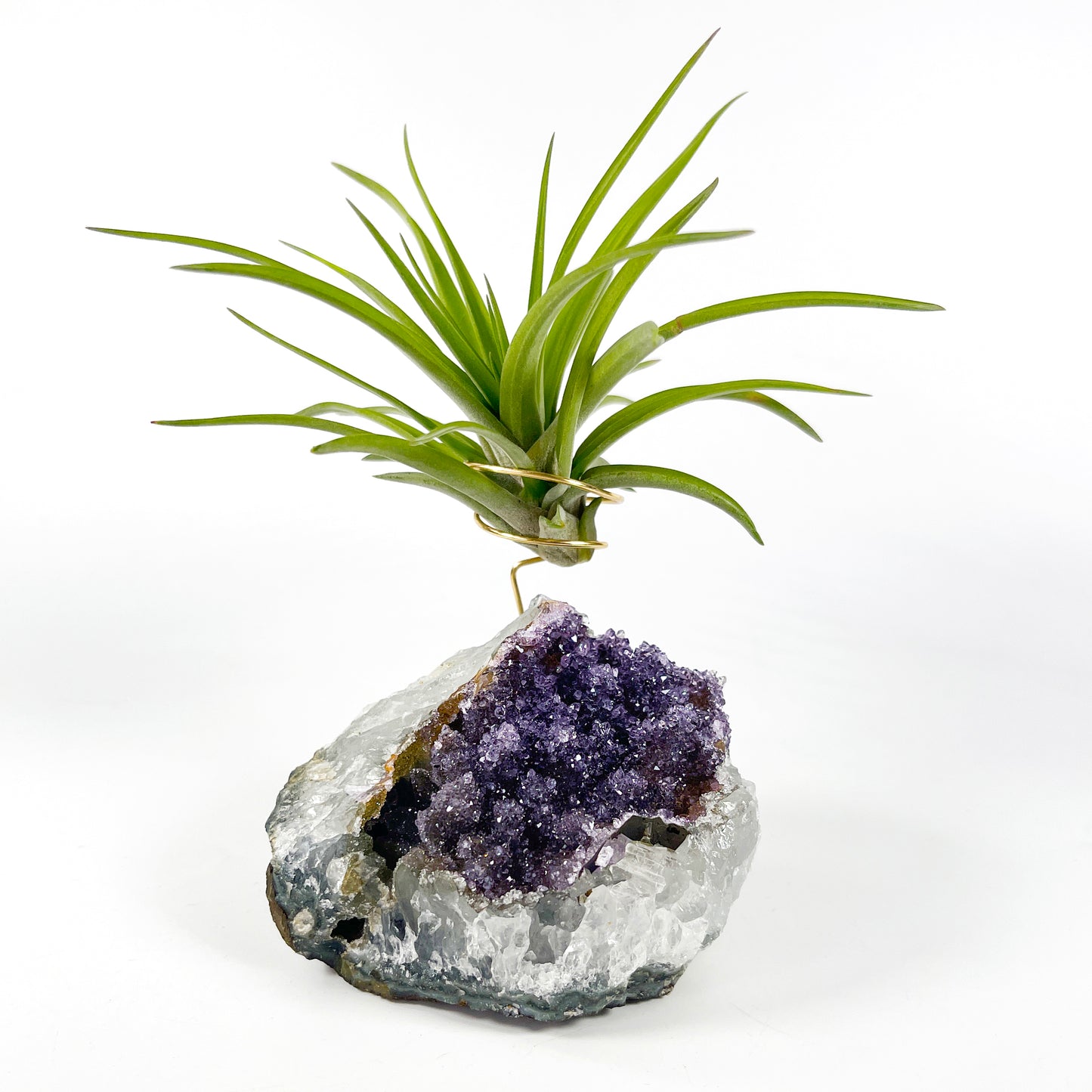 One-of-a-Kind Large Dark Amethyst Geode Crystal Air Plant Holder with Tillandsia Velutina