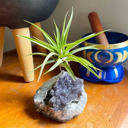One-of-a-Kind Large Dark Amethyst Geode Crystal Air Plant Holder with Tillandsia Velutina