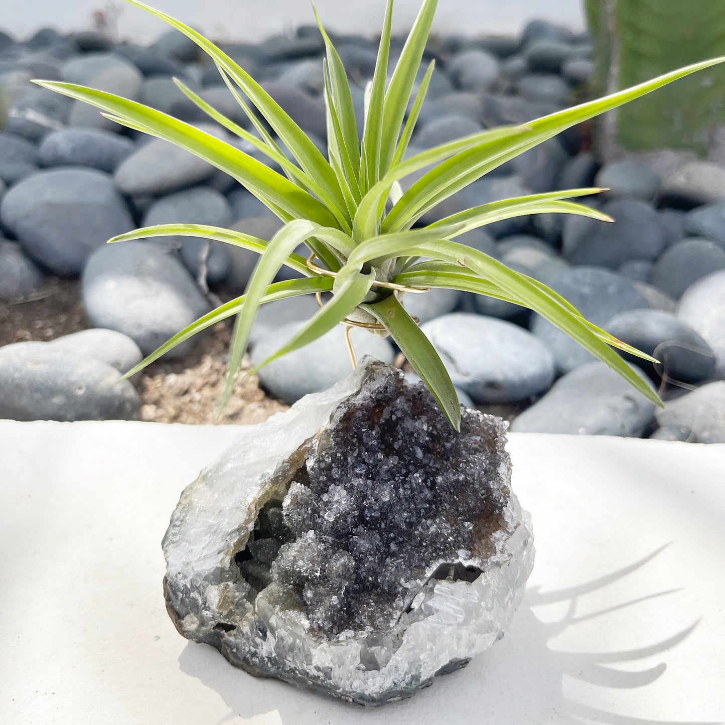One-of-a-Kind Large Dark Amethyst Geode Crystal Air Plant Holder with Tillandsia Velutina
