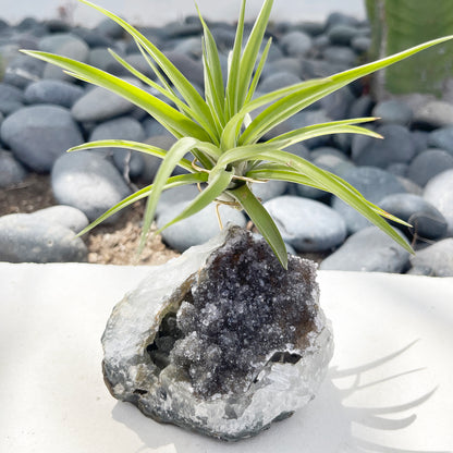 One-of-a-Kind Large Dark Amethyst Geode Crystal Air Plant Holder with Tillandsia Velutina