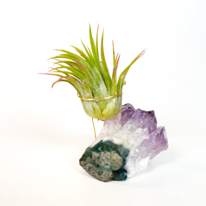 Unique Mother's Day Gift for Plant Lovers - One-of-a-Kind Amethyst Gemstone Air Plant Holder - Includes Tillandsia Plant and Love You! Gift Box