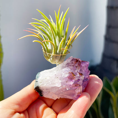 Unique Mother's Day Gift for Plant Lovers - One-of-a-Kind Amethyst Gemstone Air Plant Holder - Includes Tillandsia Plant and Love You! Gift Box
