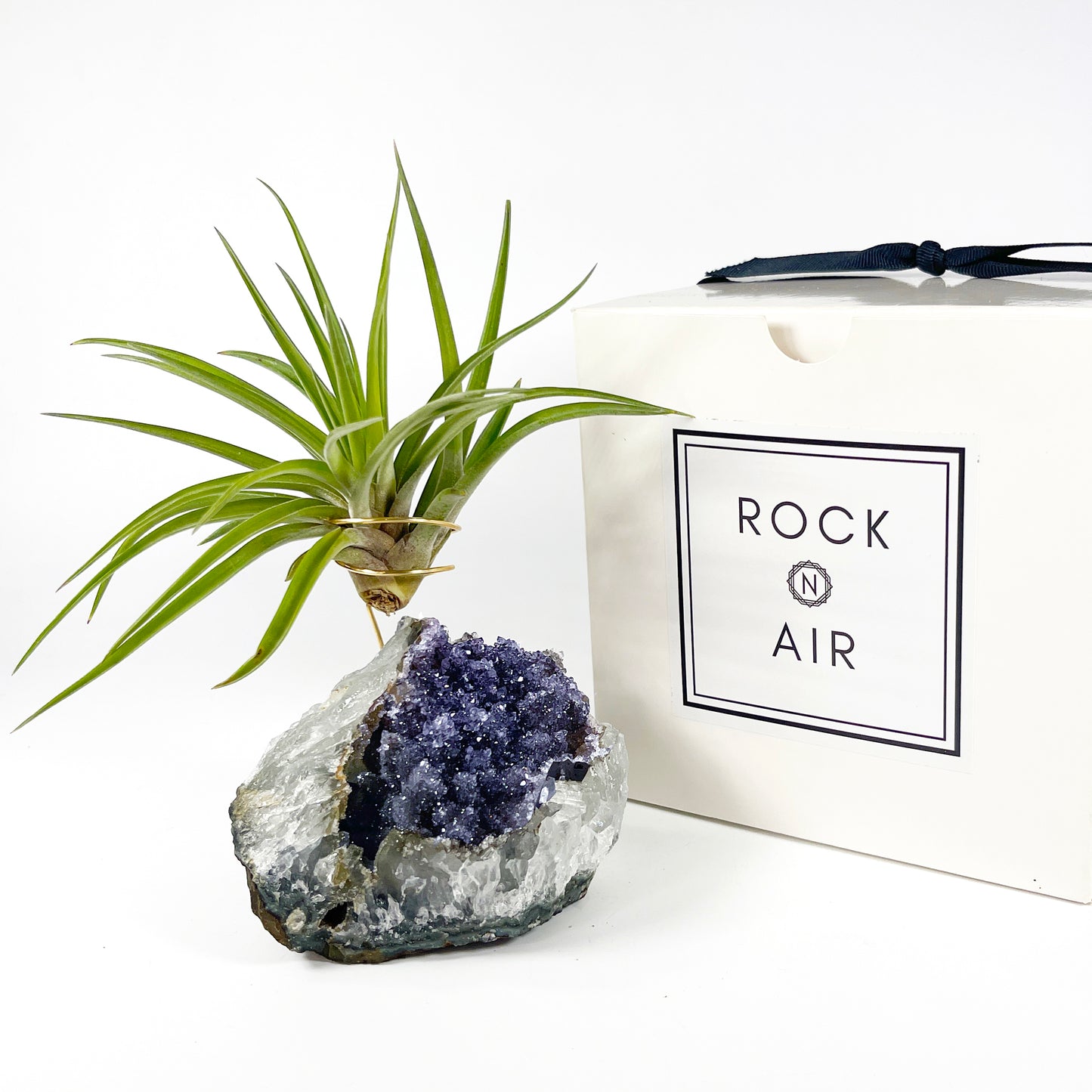 One-of-a-Kind Large Dark Amethyst Geode Crystal Air Plant Holder with Tillandsia Velutina