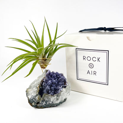 One-of-a-Kind Large Dark Amethyst Geode Crystal Air Plant Holder with Tillandsia Velutina