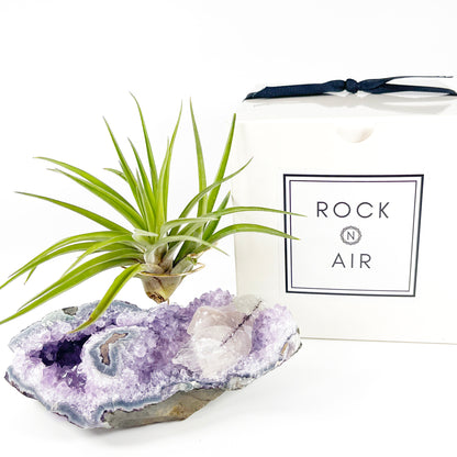One-of-a-Kind Air Plant Holder made from Large Amethyst Crystal Stalactite with Eye Detail
