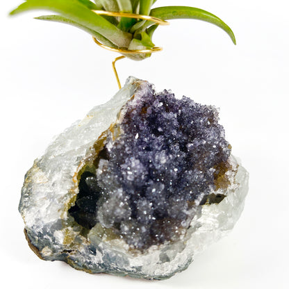 One-of-a-Kind Large Dark Amethyst Geode Crystal Air Plant Holder with Tillandsia Velutina