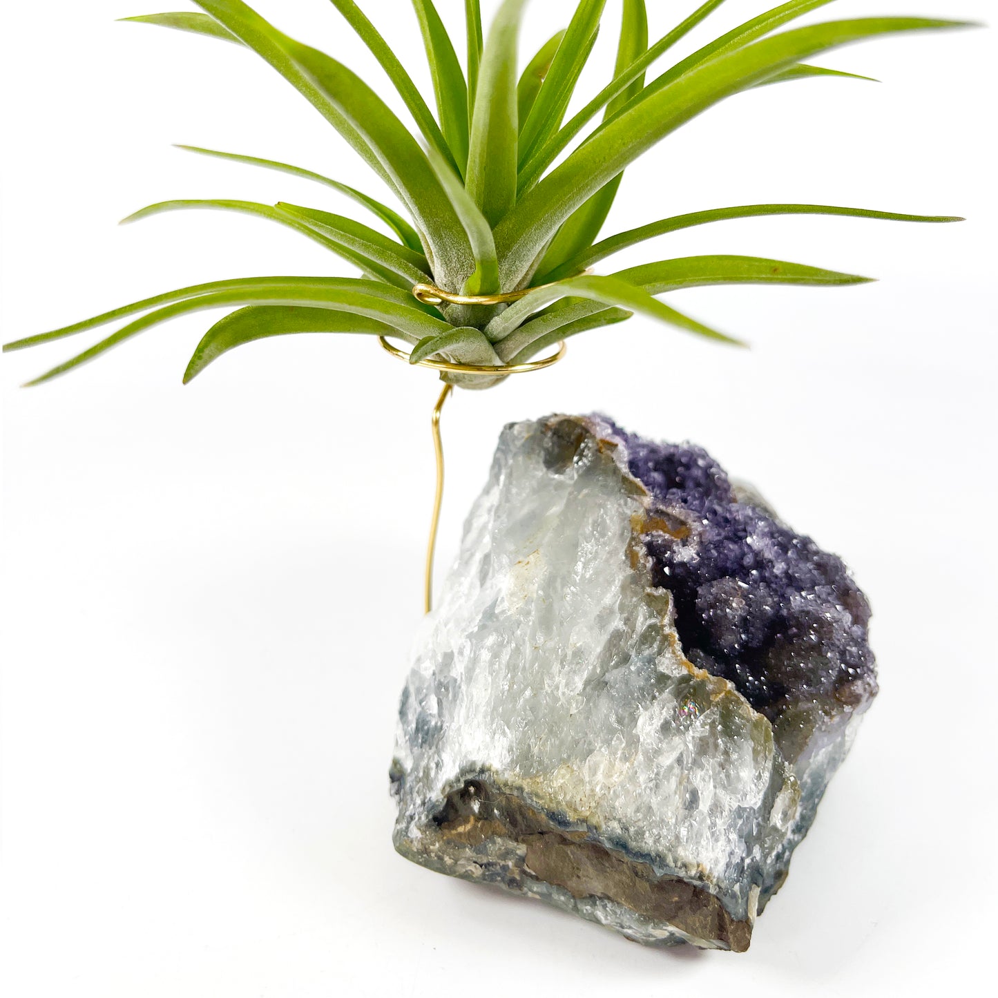 One-of-a-Kind Large Dark Amethyst Geode Crystal Air Plant Holder with Tillandsia Velutina