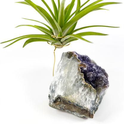 One-of-a-Kind Large Dark Amethyst Geode Crystal Air Plant Holder with Tillandsia Velutina