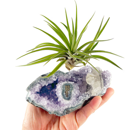 One-of-a-Kind Air Plant Holder made from Large Amethyst Crystal Stalactite with Eye Detail