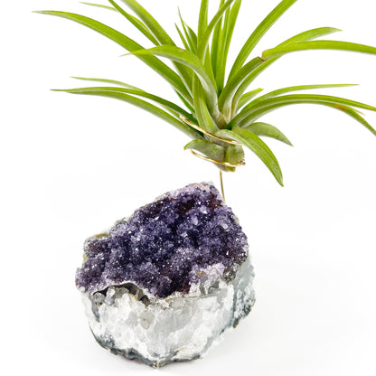 One-of-a-Kind Large Dark Amethyst Geode Crystal Air Plant Holder with Tillandsia Velutina
