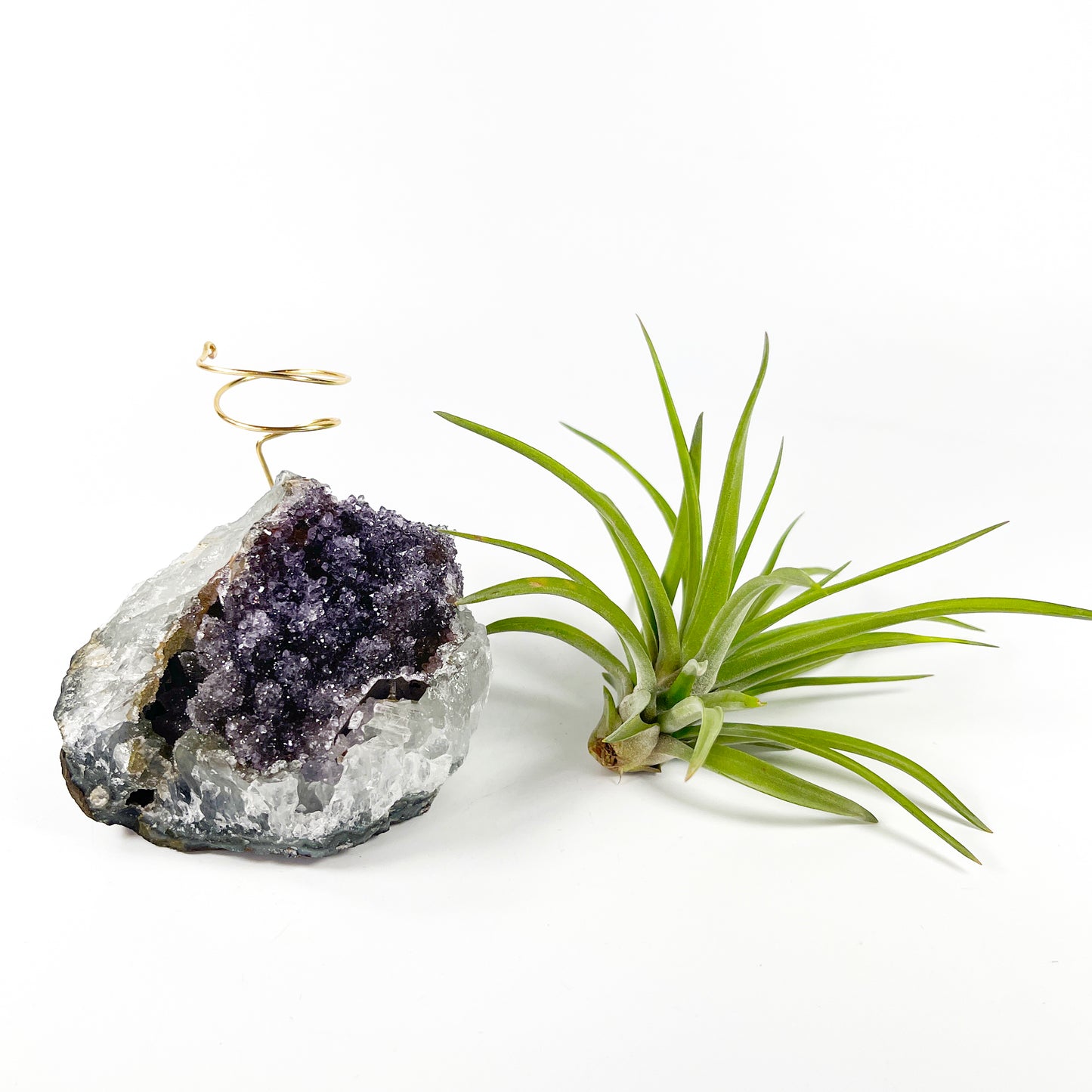 One-of-a-Kind Large Dark Amethyst Geode Crystal Air Plant Holder with Tillandsia Velutina