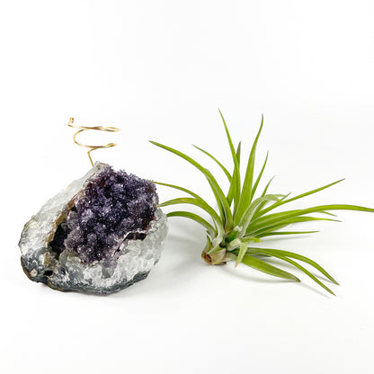 One-of-a-Kind Large Dark Amethyst Geode Crystal Air Plant Holder with Tillandsia Velutina