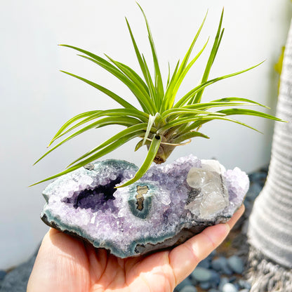 One-of-a-Kind Air Plant Holder made from Large Amethyst Crystal Stalactite with Eye Detail