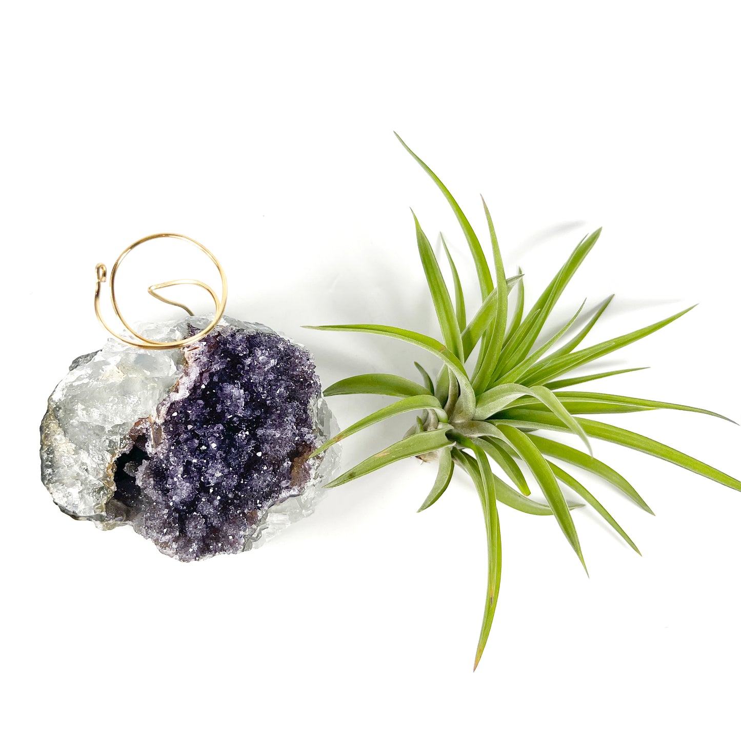 One-of-a-Kind Large Dark Amethyst Geode Crystal Air Plant Holder with Tillandsia Velutina