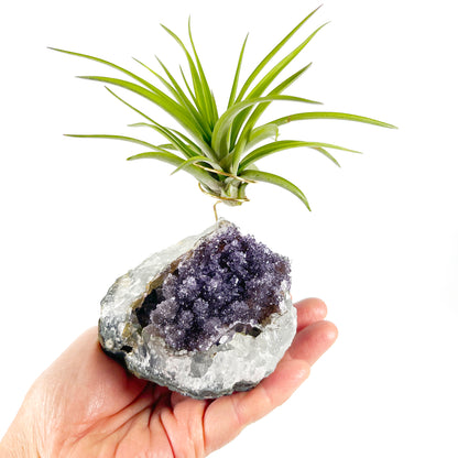 One-of-a-Kind Large Dark Amethyst Geode Crystal Air Plant Holder with Tillandsia Velutina