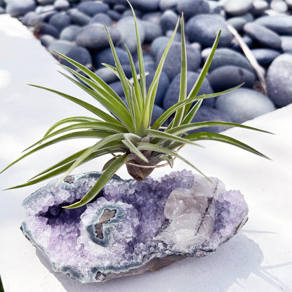 One-of-a-Kind Air Plant Holder made from Large Amethyst Crystal Stalactite with Eye Detail