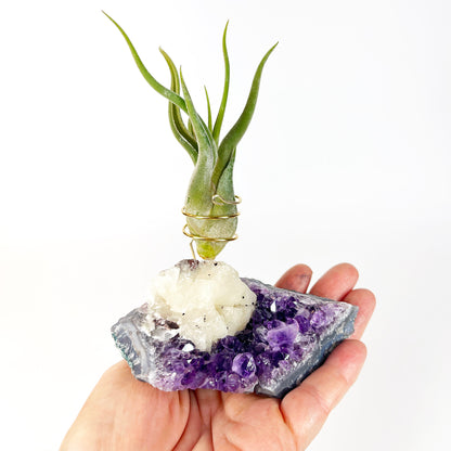 One-of-a-Kind Amethyst with Extra Large Calcite Crystal Air Plant Holder - Includes Gift Box and Healthy Air Plant
