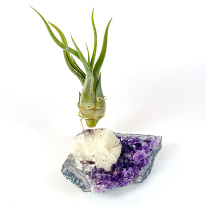 One-of-a-Kind Amethyst with Extra Large Calcite Crystal Air Plant Holder - Includes Gift Box and Healthy Air Plant
