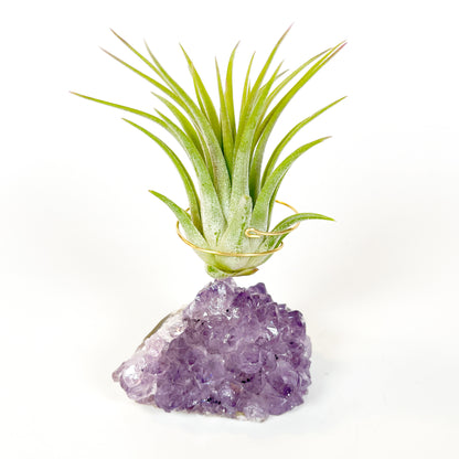 Mother's Day Gift for Crystal Lovers - Amethyst Crystal Air Plant Holder - Includes Tillandsia Plant and Love You! Gift Box