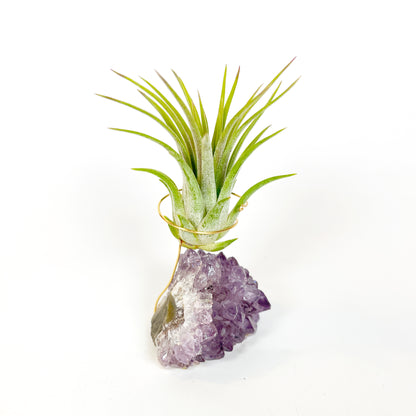 Mother's Day Gift for Crystal Lovers - Amethyst Crystal Air Plant Holder - Includes Tillandsia Plant and Love You! Gift Box
