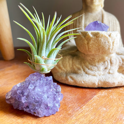 Mother's Day Gift for Crystal Lovers - Amethyst Crystal Air Plant Holder - Includes Tillandsia Plant and Love You! Gift Box