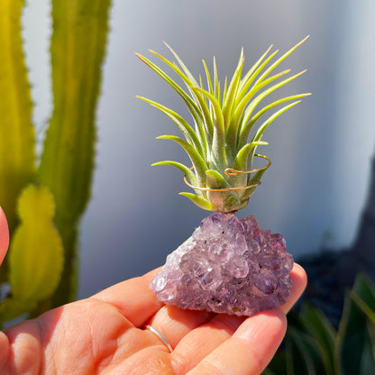 Mother's Day Gift for Crystal Lovers - Amethyst Crystal Air Plant Holder - Includes Tillandsia Plant and Love You! Gift Box