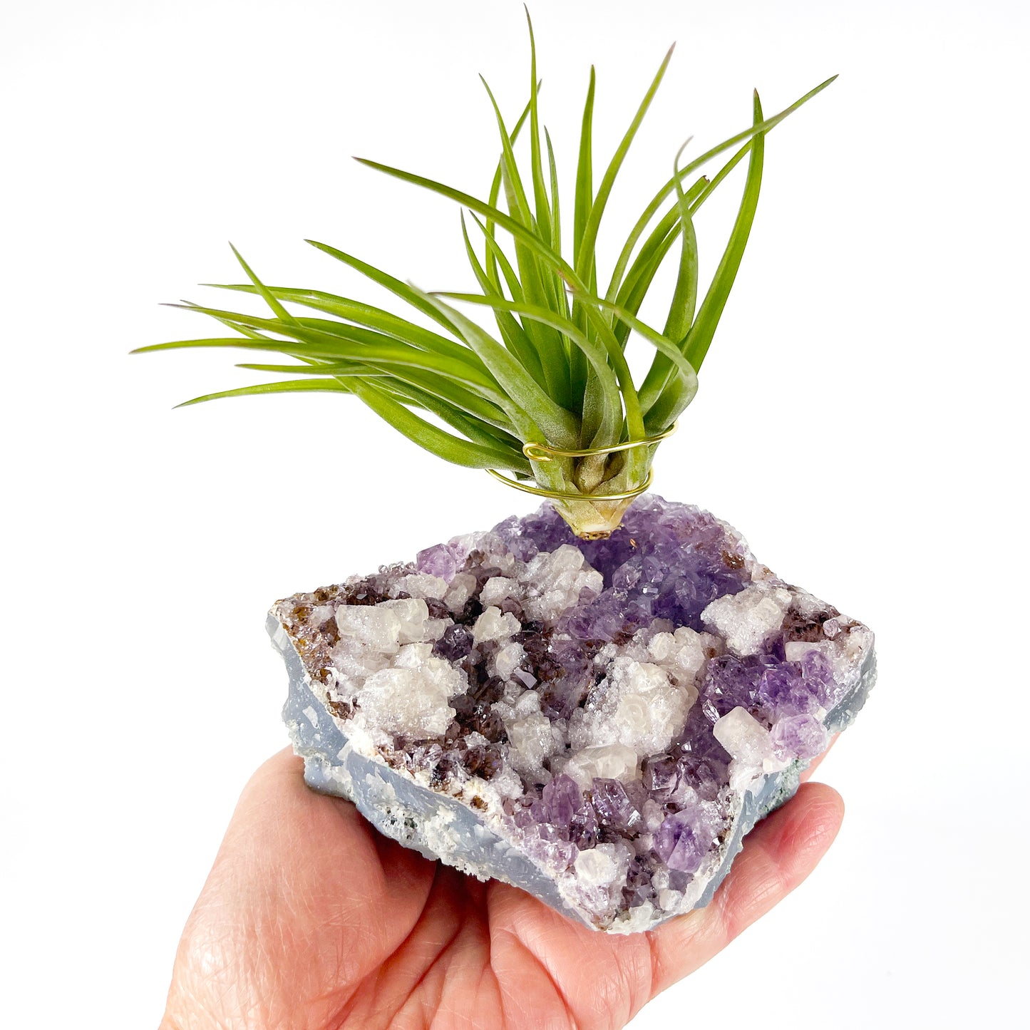 One-of-a-Kind Amethyst Cluster with Calcites Air Plant Holder with Tillandsia Velutina Plant