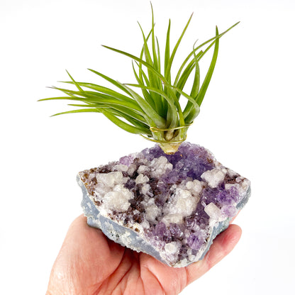 One-of-a-Kind Amethyst Cluster with Calcites Air Plant Holder with Tillandsia Velutina Plant