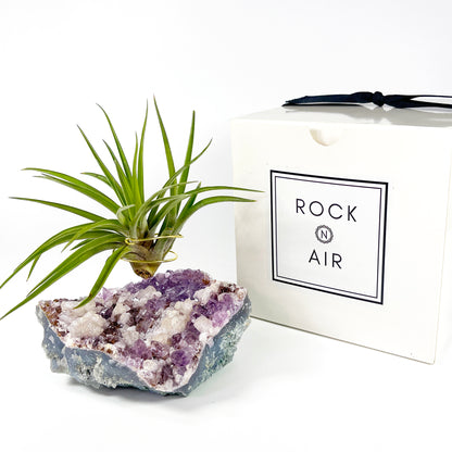 One-of-a-Kind Amethyst Cluster with Calcites Air Plant Holder with Tillandsia Velutina Plant