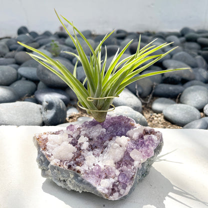 One-of-a-Kind Amethyst Cluster with Calcites Air Plant Holder with Tillandsia Velutina Plant