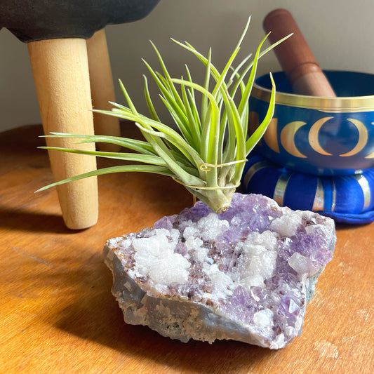 One-of-a-Kind Amethyst Cluster with Calcites Air Plant Holder with Tillandsia Velutina Plant