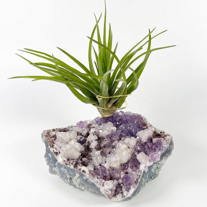 One-of-a-Kind Amethyst Cluster with Calcites Air Plant Holder with Tillandsia Velutina Plant