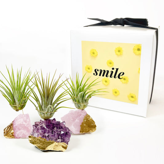 Thank You Gift - Small Gold Dipped Amethyst / Rose Quartz Crystal Air Plant Holders (Set of 3)