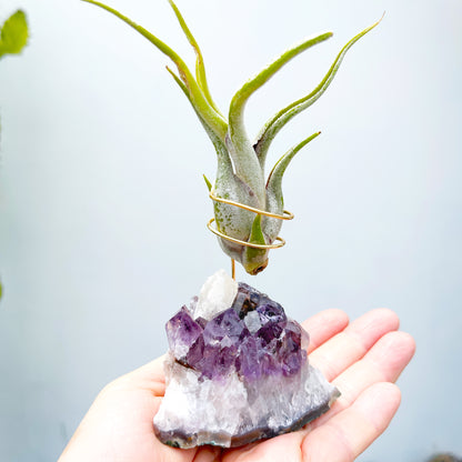 One-of-a-kind Purple Amethyst Crystal with Calcite Point Air Plant Holder - Includes Gift Box and Healthy Air Plant