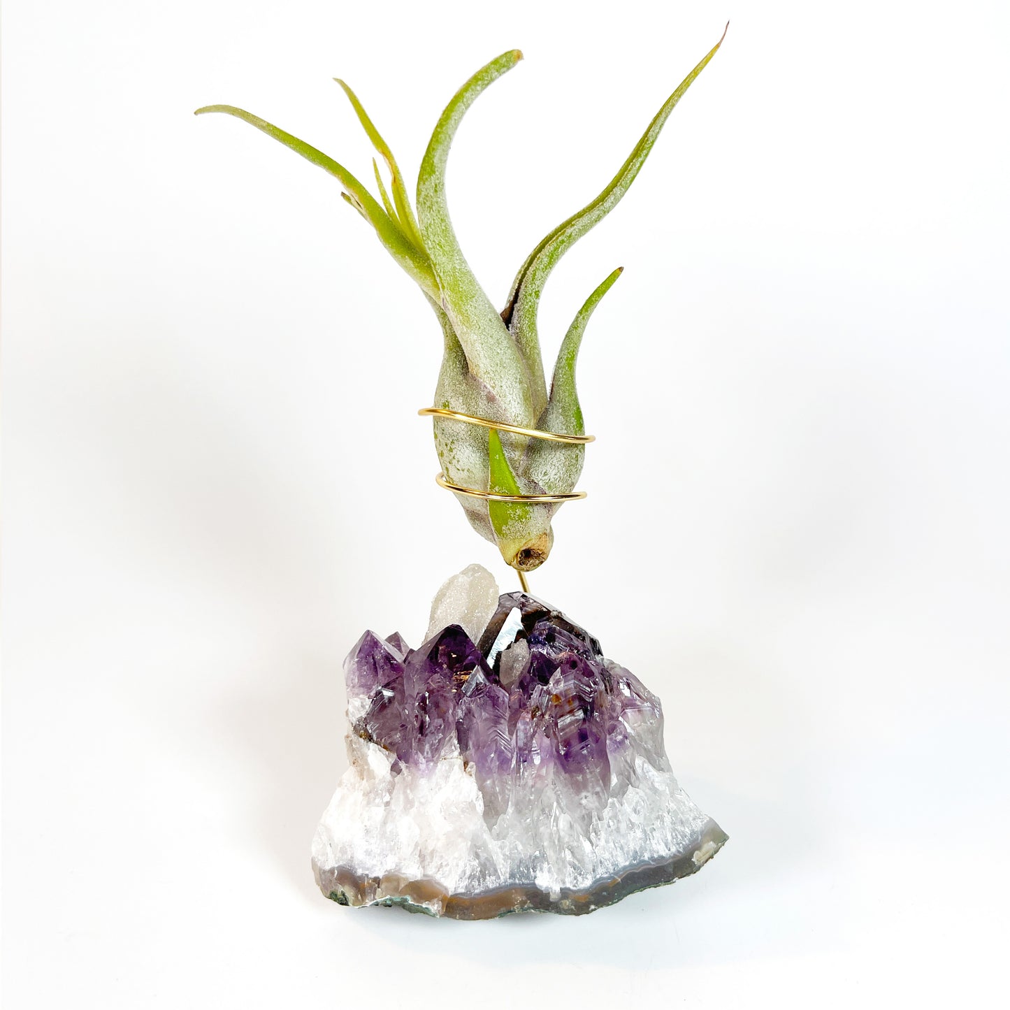 One-of-a-kind Purple Amethyst Crystal with Calcite Point Air Plant Holder - Includes Gift Box and Healthy Air Plant