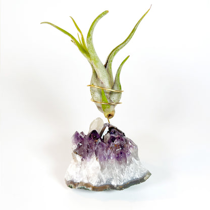 One-of-a-kind Purple Amethyst Crystal with Calcite Point Air Plant Holder - Includes Gift Box and Healthy Air Plant