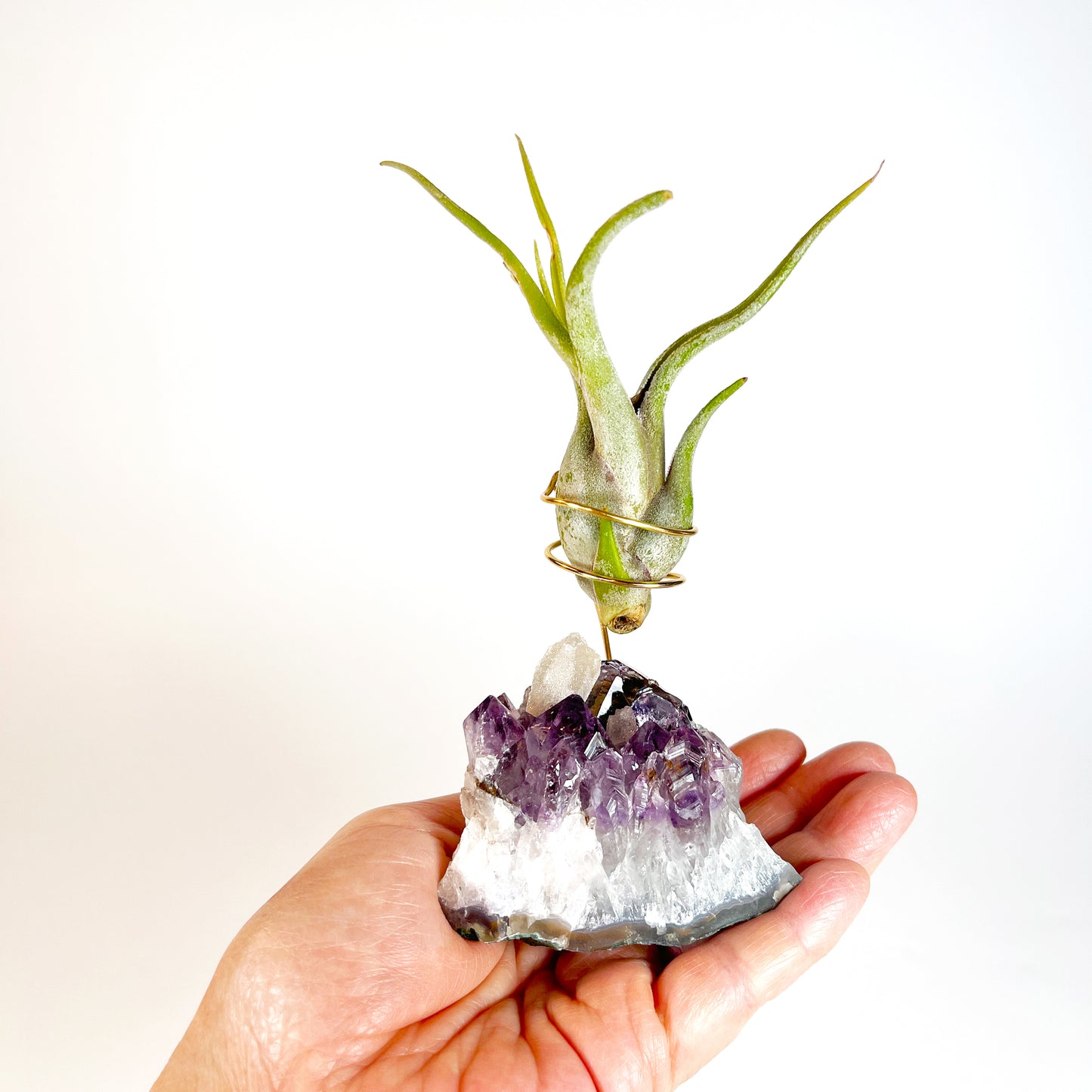 One-of-a-kind Purple Amethyst Crystal with Calcite Point Air Plant Holder - Includes Gift Box and Healthy Air Plant