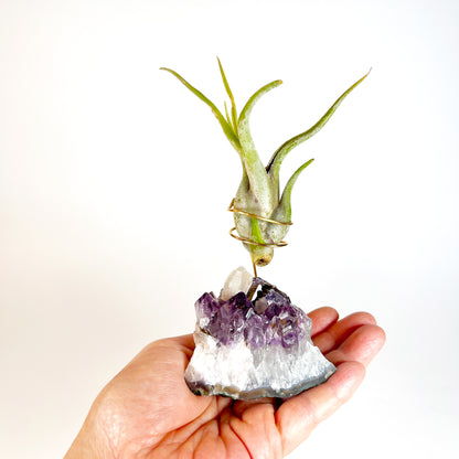 One-of-a-kind Purple Amethyst Crystal with Calcite Point Air Plant Holder - Includes Gift Box and Healthy Air Plant
