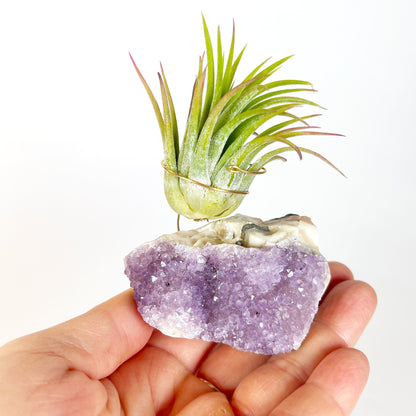Mother's Day Gift for Plant Lovers - One-of-a-Kind Amethyst Crystal Air Plant Holder - Includes Tillandsia Plant and MOM Gift Box
