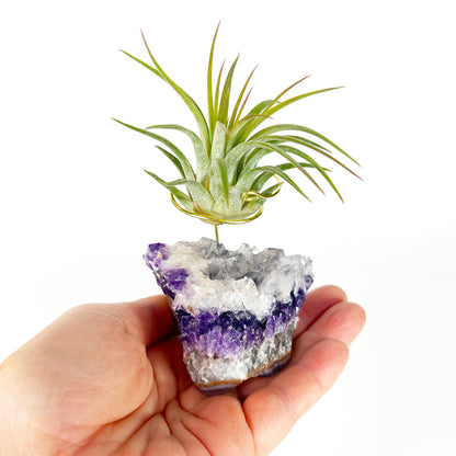 Unique Amethyst Geode with White Calcite Air Plant Holder - One of a Kind Plant and Crystal Gift