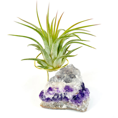 Unique Amethyst Geode with White Calcite Air Plant Holder - One of a Kind Plant and Crystal Gift