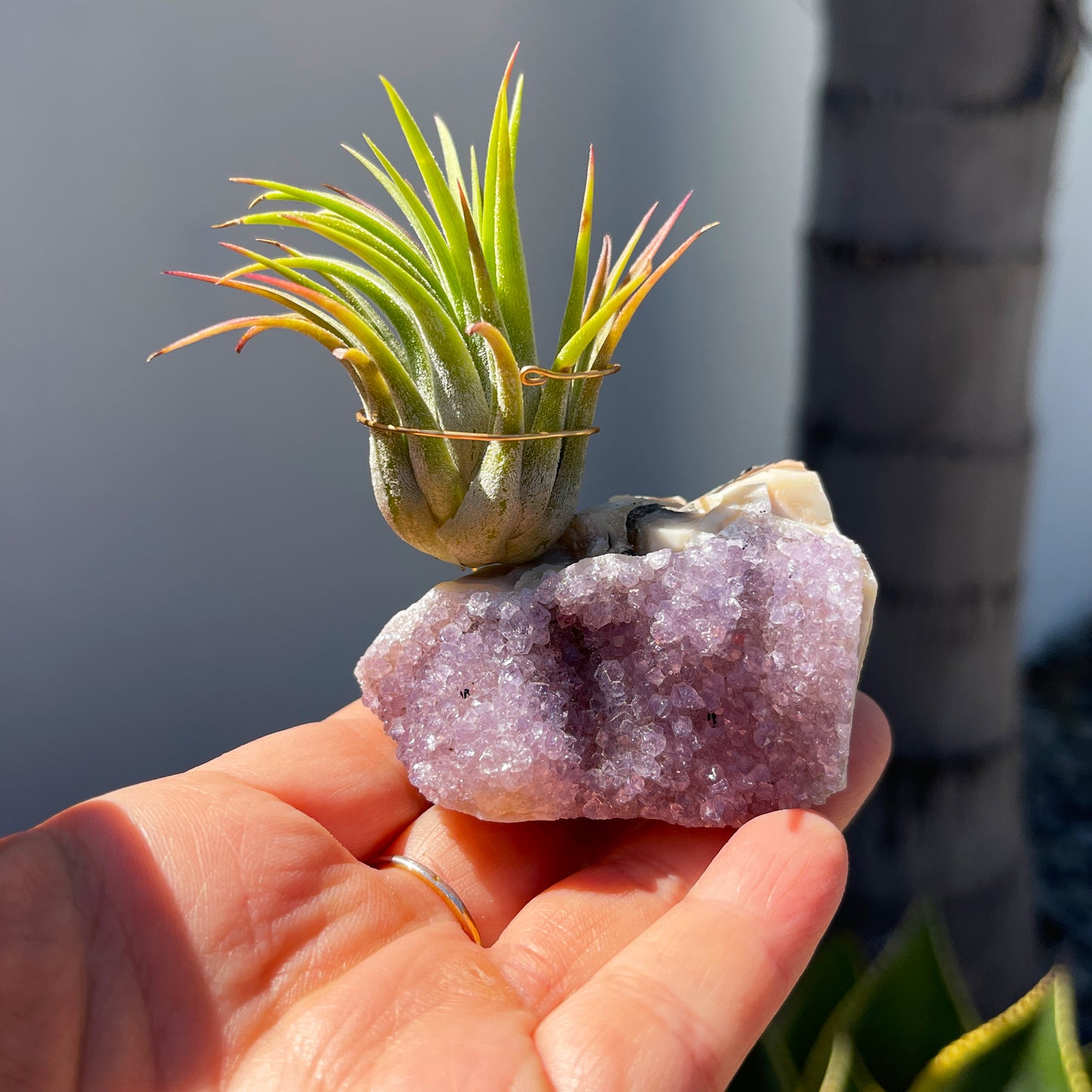 Mother's Day Gift for Plant Lovers - One-of-a-Kind Amethyst Crystal Air Plant Holder - Includes Tillandsia Plant and MOM Gift Box