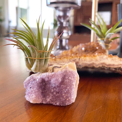 Mother's Day Gift for Plant Lovers - One-of-a-Kind Amethyst Crystal Air Plant Holder - Includes Tillandsia Plant and MOM Gift Box