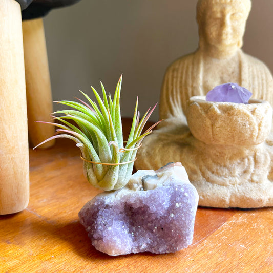 One-of-a-Kind Amethyst Crystal Air Plant Holder - Nature Inspired Mother's Day Gift - Includes Plant and Gift Box