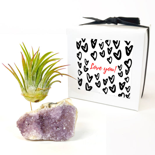 Unique Mother's Day Gift for Plant Lovers - One-of-a-Kind Amethyst Crystal Air Plant Holder - Includes Tillandsia Plant and Love You! Gift Box