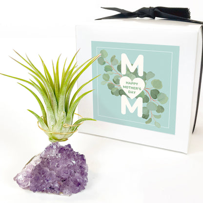 Unique Mother's Day Gift for Crystal Lovers - Amethyst Crystal Air Plant Holder - Includes Tillandsia Plant and MOM Gift Box