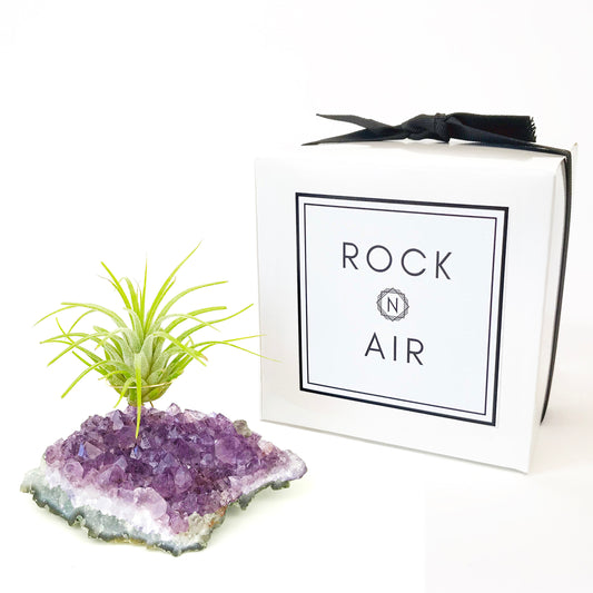 Amethyst Crystal Air Plant Holder Gift – Unique Thank You Gift Box with Live Air Plant