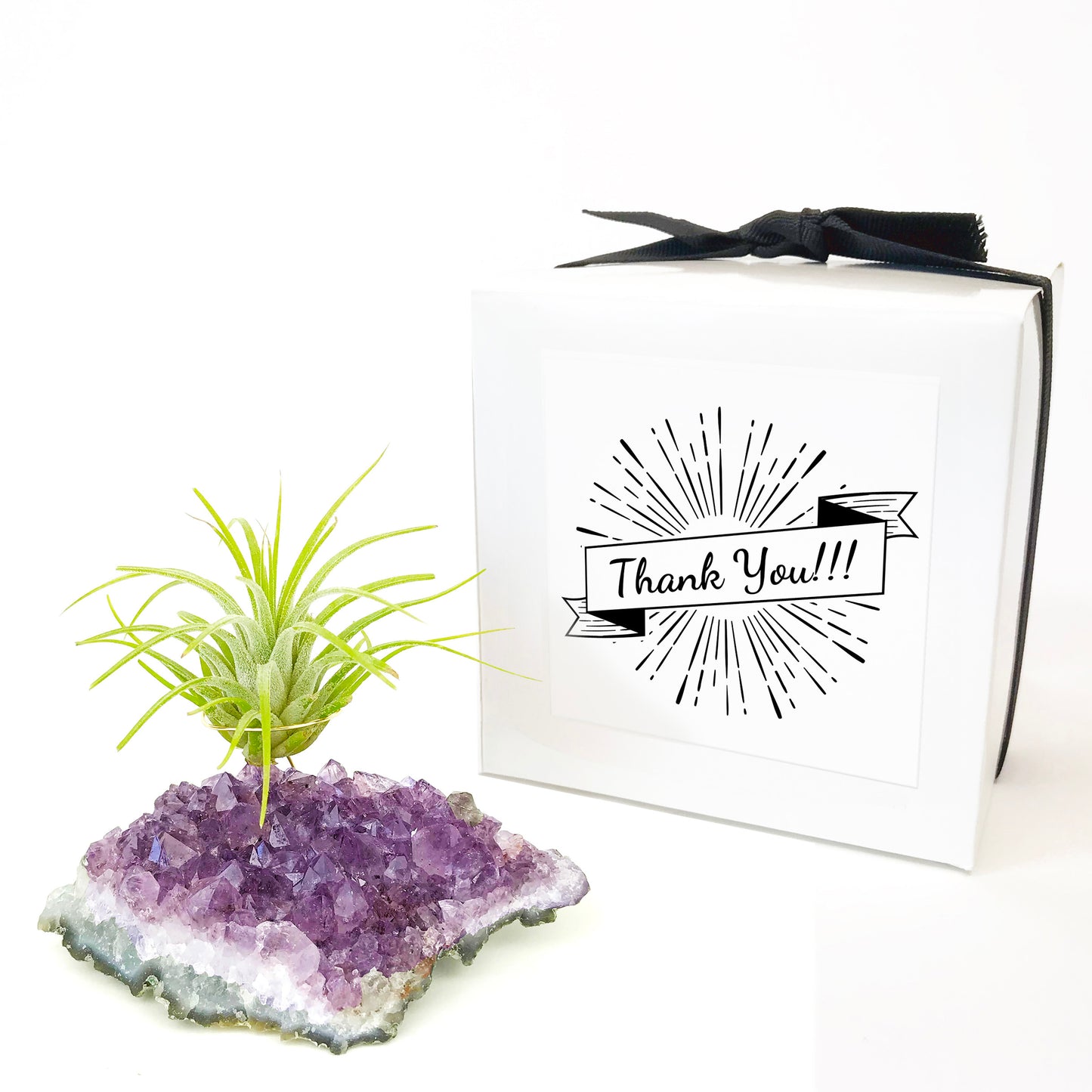 Amethyst Crystal Air Plant Holder Gift – Unique Thank You Gift Box with Live Air Plant
